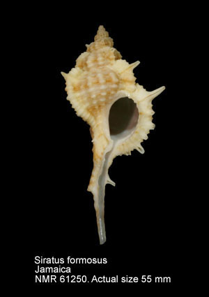 Siratus formosus.jpg - Siratus formosus(G.B.Sowerby,1841)